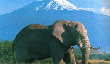 Kilimanjaro backdrop from Amboseli elephants