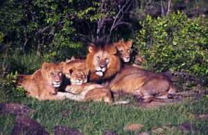 Lions in Tsavo