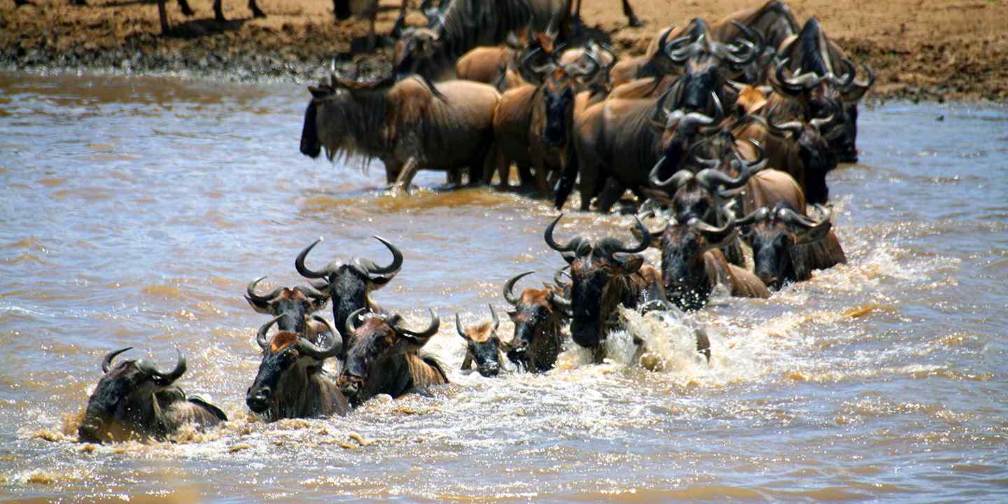 4-days Masai Mara wildebeest migration, 4-Day Kenya lodge safaris
