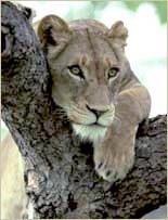kenyan safaris lion resting on a tree by climbing mt kenya 