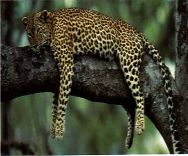 The elusive leopard resting on a tree - Awesome photo!