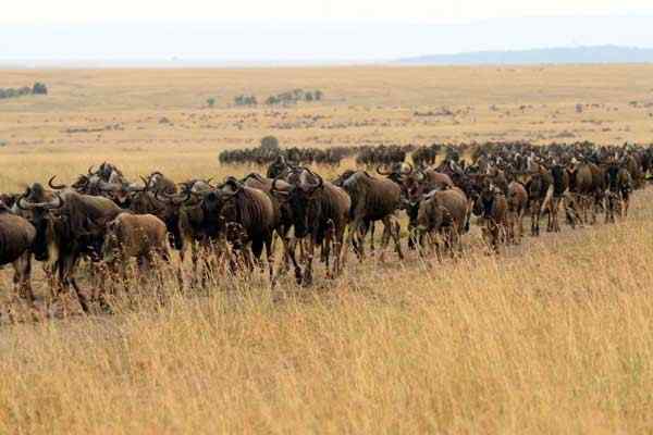 masai mara wildebeest migration safaris kenya safaris tour maasai mara