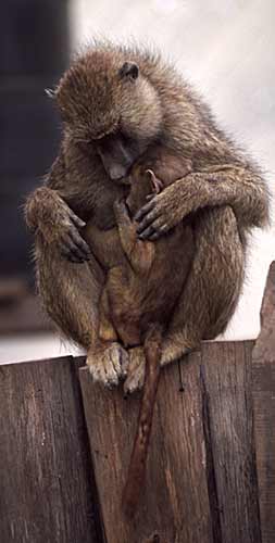 Olive Baboon