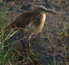 Squacco Heron