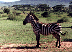 Zebra